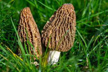 Wall Mural - Growing wild spring mushrooms morchellas or true morels edible sac fungi for gourmet cooks, in Catalan and French cuisine, in green grass, harvest on morels in spring