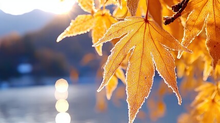 Wall Mural - close-up of frosty autumn leaves with sunlight background
