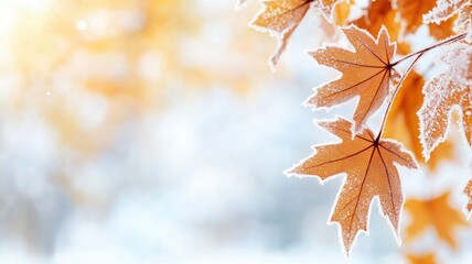 Wall Mural - frost-covered autumn leaves in sunlight, symbolizing change and transition from fall to winter