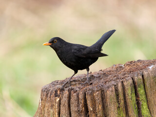 Wall Mural - Blackbird, Turdus merula