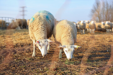 two sheep look pitifully and ask for food