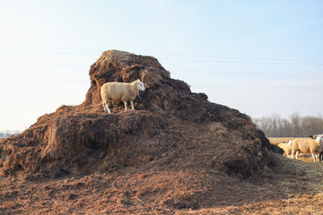 Wall Mural - one sheep graze on the on a haystack