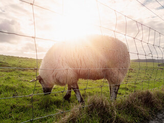 Fototapete - Wool sheep grazing on a hillside. The sky is cloudy and the grass is green. The sheep are eating grass and looking up at the sky. Agriculture and farming industry.
