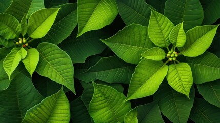 Wall Mural - Lush Green Poinsettia Leaves Displaying Natural Beauty