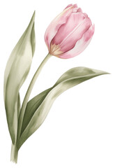 Wall Mural - PNG Pastel coquette pink tulip illustration watercolor flower.