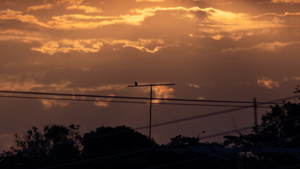 Wall Mural - sunset in the evening sky with clouds and birds in the foreground