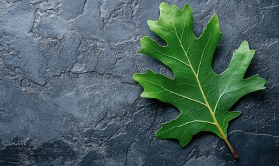 Wall Mural - close-up of a single green oak leaf on a textured gray background, natural simplicity ideal for eco-