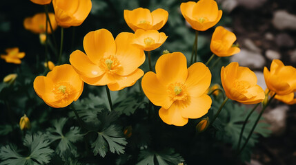 Wall Mural - Bright yellow buttercup flowers bloom against a lush green backdrop, showcasing natures vibrant beauty.