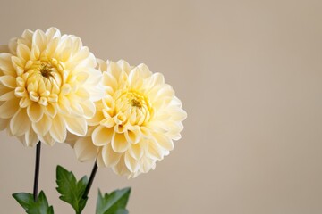 Soft and elegant arrangement of two yellow flowers on the left, warm tones contrasting with a neutral backdrop, subtle lighting and delicate details, professional and clean composition