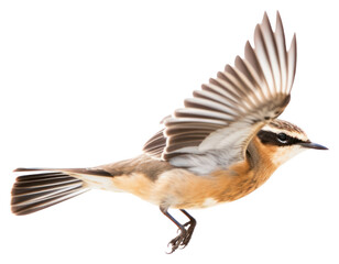 Wall Mural - PNG Whinchat flying sparrow animal.