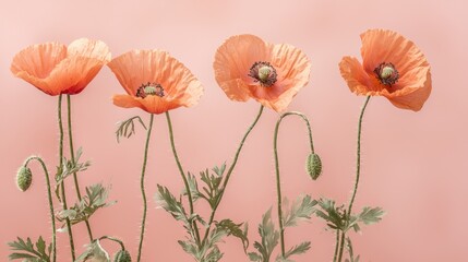 Wall Mural - Four peach poppies arranged on pink background.