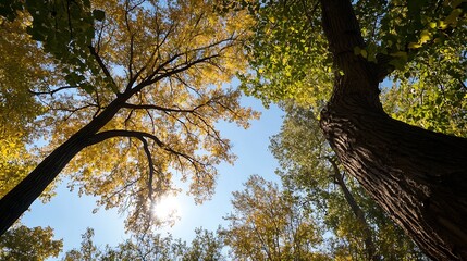 Poster - Gorgeous Autumn Trees Beaming Bright Under A Clear Blue Sky with the Sun Shining Through the Leaves : Generative AI