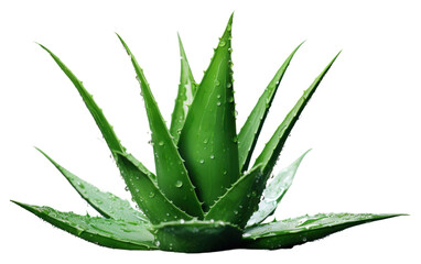 Poster - PNG Aloe vera plant xanthorrhoeaceae freshness medicine.