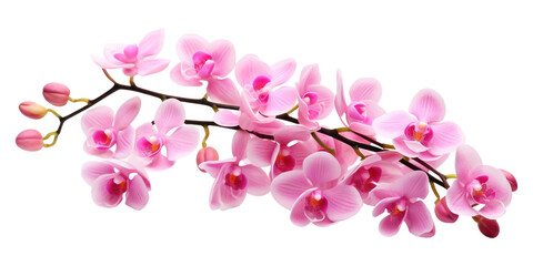 Wall Mural - PNG Pink Orchid Flower flower orchid blossom.