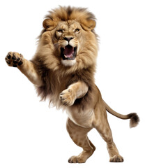 Wall Mural - png happy smiling dancing lion mammal animal
