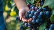 © game - Handful of Grapes in Vineyard: Close-up shot of a child's hand gently reaching for a bunch of ripe, juicy grapes still on the vine in a sun-dappled vineyard.
