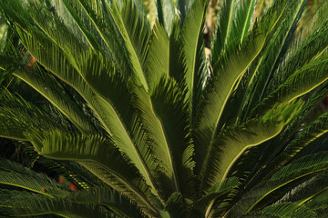 palm tree leaves