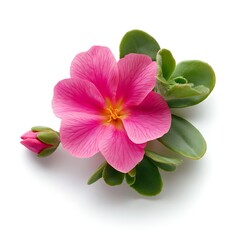 Wall Mural - pink flower isolated on white background close up. Flat lay, top view.