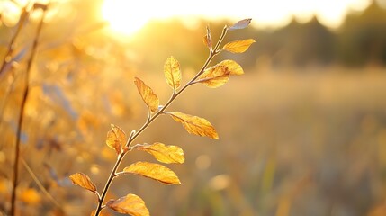 Poster - Stunning Close Up of Golden Autumn Leaves Glowing in Soft Sunset Light in a Field : Generative AI