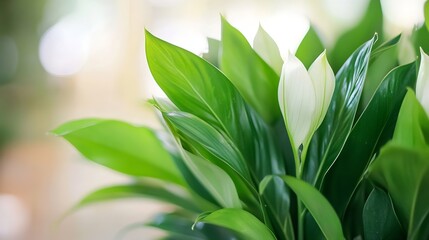 Fototapete - Vibrant Green Peace Lily Plant with Soft Focus Background in Natural Light : Generative AI