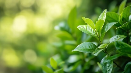 Aufkleber - Fresh Green Leaves on a Soft Focus Background Evoking Nature and Tranquility : Generative AI