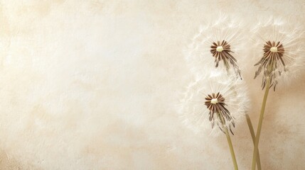 Wall Mural - Three dandelion flowers against a soft, textured background.