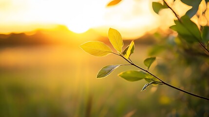 Poster - Sunlit Leaves Against a Golden Horizon Capturing the Essence of Natural Beauty at Dusk : Generative AI
