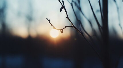 Poster - Silhouette of a branch against a beautiful sunset in blurred background : Generative AI