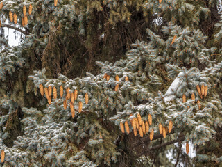 Wall Mural - Green spruce branches with needles and cones in winter. Many cones on spruce.