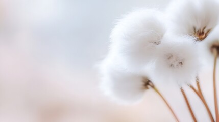 Poster - Delicate Cotton Flowers Against a Soft Background for Nature Lovers : Generative AI