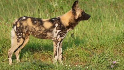 Wall Mural - african wild dog or painted hunting dog (lycaon pictus) standing in natural habitat, madikwe game re