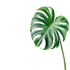 Wall Mural - Monstera deliciosa leaf on black background tropical plant greenery nature