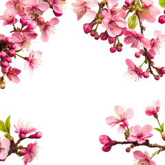 Wall Mural - Pink cherry blossoms frame black background floral design spring flowers nature beauty