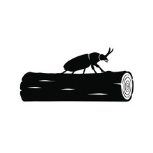 black beetle on a white background
