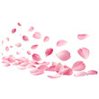 © Rana - Flying pink petals isolated on transparent background