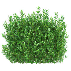 Wall Mural - Lush Green Bush Dense Foliage Nature Plants Greenery,