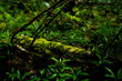 © lacastudio - mossy log in a lushful greenery tropical forest, shine under sunlight, real environment