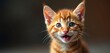 © Makaron - A playful orange kitten with expressive eyes and a cheerful meow, perfect for pet-related content, marketing campaigns, or social media graphics.