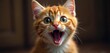 © Makaron - A playful orange tabby kitten with bright blue eyes, expressing curiosity and excitement, perfect for pet-related websites, blogs, or advertisements.