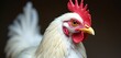 © Makaron - A close-up portrait of a white chicken showcasing its vibrant features, perfect for agriculture, culinary, and farm-related projects.