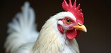 A close-up portrait of a white chicken showcasing its vibrant features, perfect for agriculture, culinary, and farm-related projects.