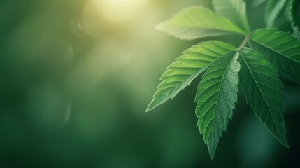 Wall Mural - close-up vibrant green leaves with a soft background glow, highlighting natural beauty of plant life