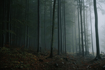  Gloomy misty forest in the Depressing autumn evening. Trees shadows vanishes into the distance