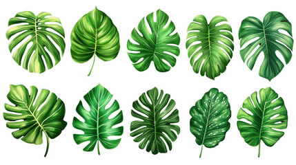 Wall Mural - A set of green leaves with some of them having a heart shape