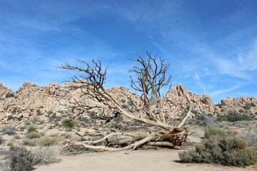 Wall Mural - Dry tree in desert landscape with rocky formations.