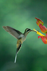 Sticker - Long-billed Hermit (Phaethornis longirostris) drinking nectar from a flower, Costa Rica