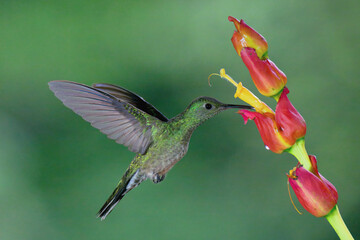 Sticker - Female White-necked Jacobin (Florisuga Mellivora) drinking nectar from a flower, Costa Rica