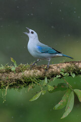 Sticker - Blue-gray tanager (Thraupis episcopus) on a branch under rain, Costa Rica