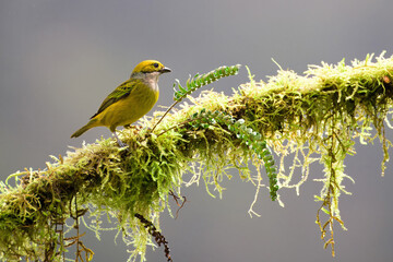 Sticker - Silver-throated Tanager (Tangara icterocephala) on a branch, Costa Rica