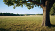 © BONI - Tronco de árbol grande en un campo verde con paisaje natural y cielo despejado